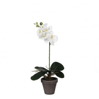 4A Orchidée papillon Plante artificielle avec pot | Couleur: Blanc naturel | Phalaenopsis Plante artificielle | Diamètre ± 11 - 13 centimeter | Hauteur ± 48 centimeter | Par 6 plantes artificielles