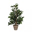 Feigenblatt Kunstpflanze mit Topf | Farbe: Grün | Ficus Exotica Kunstpflanze | Durchmesser ± 13 - 40 centimeter | Höhe ± 65 centimeter | Pro 6 Kunstpflanzen