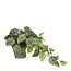 Dragon Ivy Artificial plant with pot | Colour: Green | Epipremnum Artificial plant | Diameter ± 11 - 17 centimetre | Height ± 44 centimetre | Per 4 artificial plants