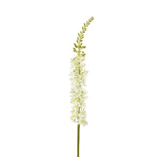 4A Nadel von Cleopatra Kunstblume | Farbe: Natuurlijk Weiß | Eremurus Kunstblumen | Länge ± 94 centimeter | Pro 2 Kunstblumen