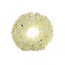 Couronne d'hortensia en soie | Couleur: Crème | Diamètre 30 centimeter | Par couronne