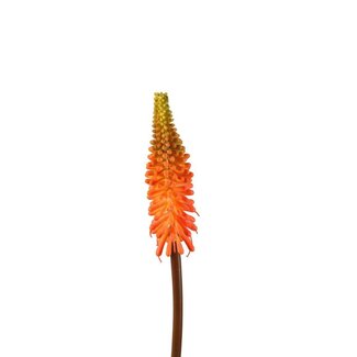 4A Kniphofia fleur artificielle | Couleur: Saumon | Fleurs artificielles lys-torche | Longueur ± 69 centimeter | Par 6 fleurs artificielles