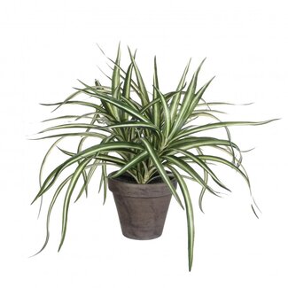 4A Dragonnier Plante artificielle avec pot | Couleur: Vert | Plante artificielle Dracaena | Diamètre ± 11 - 40 centimeter | Hauteur ± 34 centimeter | Par 6 plantes artificielles
