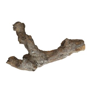 4A Getrocknete Kuwa Wurzel | Farbe: Grau | Trocken-Dekoration | Länge 25 - 30 centimeter | Pro Wurzel