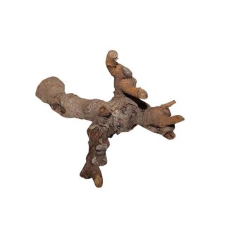 4A Gedroogde Kuwa Wortel | Kleur: Bruin | Droogdecoratie | Lengte 25 - 30 centimeter | Per wortel