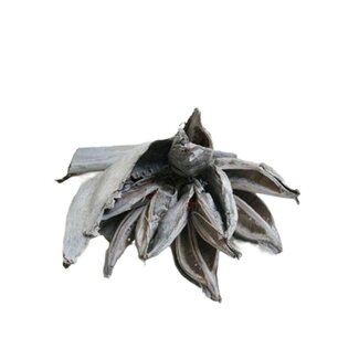 4A Droogdeco Sororoca Penca | Couleur: Blanc naturel | Décoration séchée | Longueur 35 centimeter | Par décoration séchée