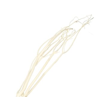4A Gedroogde Mitsumata Takken | Kleur: Natuurlijk Wit | Droogdecoratie | Lengte ± 115 centimeter | 3 takken per bos | Per bos