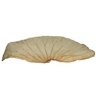 4A Gedroogde Lotus Bladeren | Kleur: Groen | Droogdecoratie | Lengte 60 centimeter | Breedte 35 centimeter | Per 10 bladeren