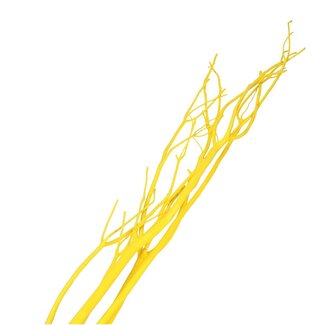 4A Branches floconneuses de Mitsumata séchées | Couleur: Jaune | Décoration sèche | Longueur ± 115 centimeter | 3 branches par bouquet | Par bouquet