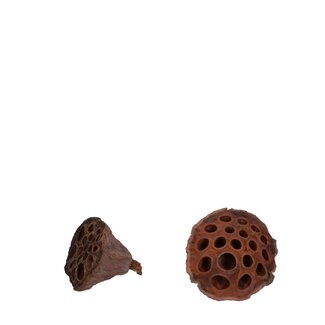 4A Dried Lotus seed pods | Colour: Brown | Dried decoration | Diameter 4 - 6 centimetre | Per 100 seed pods