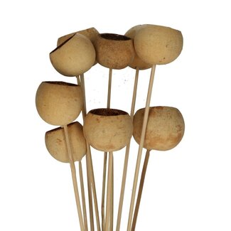 4A Getrocknete Bellgums | Farbe: Hellbraun | Bell Cup Stecker | Länge ± 50 centimeter | Pro 10 Stecker