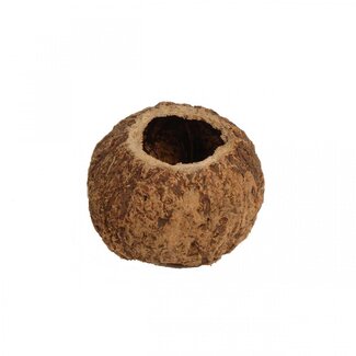 4A Gedroogde Kokosnoot Ourico | Kleur: Bruin | Droogdecoratie | Diameter ± 10 centimeter | Per vrucht