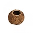 Gedroogde Kokosnoot Ourico | Kleur: Bruin | Droogdecoratie | Diameter ± 10 centimeter | Per vrucht