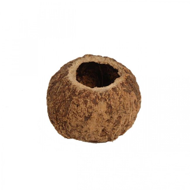 Gedroogde Kokosnoot Ourico | Kleur: Bruin | Droogdecoratie | Diameter ± 10 centimeter | Per vrucht