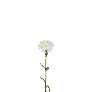 4A Œillet Fleur artificielle | Couleur: Blanc naturel | Dianthus Fleurs artificielles | Longueur ± 53 centimètre | Par 6 fleurs artificielles