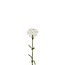 Œillet Fleur artificielle | Couleur: Blanc Naturel | Dianthus Fleurs artificielles | Longueur ± 53 centimeter | Par 6 fleurs artificielles