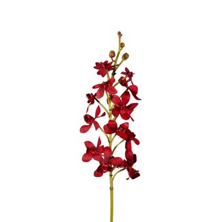 4A Orchidee Kunstblume “Vanda” | Farbe: Dunkelrot | Länge ± 70 Zentimeter | Pro 4 Kunstblumen