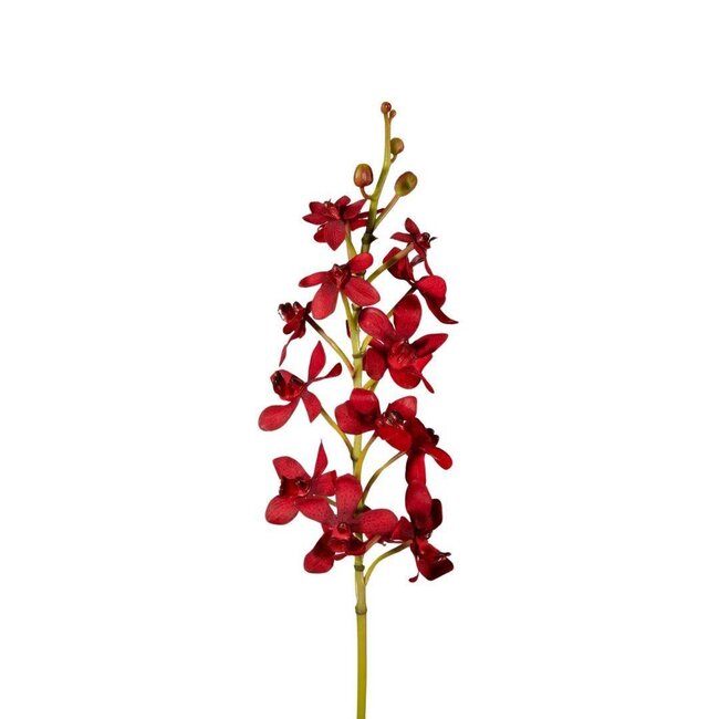 Orchidee Kunstblume “Vanda” | Farbe: Donkerrood | Länge ± 70 centimeter | Per 4 Kunstblumen