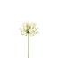 Afrikaanse Kaapse Lelie Kunstbloem | Kleur: Natuurlijk Wit | Agapanthus Kunstbloemen | Lengte ± 75 centimeter | Per 6 kunstbloemen