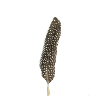4A Chicken Feather Pin | Colour: Light brown | Feather length 20 centimeter | Pin length ± 12 centimeter | Per 24 pins