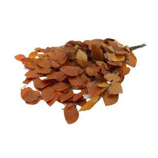 4A Preserved Beech Branches Leaves | Colour: Orange | Length ± 80 centimeter | Weight 150 gram | Per bunch