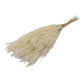 4A Préservée Helecho fougère | Couleur: Blanc blanchi | Longueur ± 70 centimeter | Poids 150 gram | Par bouquet