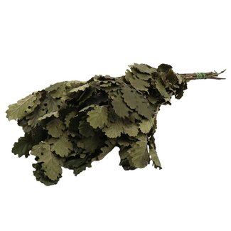 4A Gepreserveerde Eik | Kleur: Groen | Lengte ± 55 centimeter | Gewicht 200 gram | Per bos