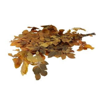 4A Gepreserveerde Beukentakken Bladeren | Kleur: Geel | Lengte ± 80 centimeter | Gewicht 150 gram | Per bos