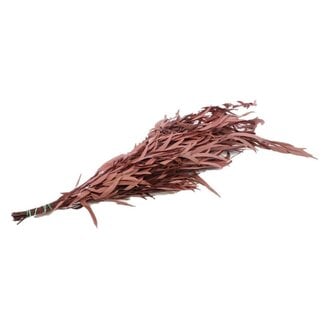 4A Preserved Eucalyptus Nicoly | Colour: Red | Length ± 65 centimeter | Weight 150 gram | Per bunch
