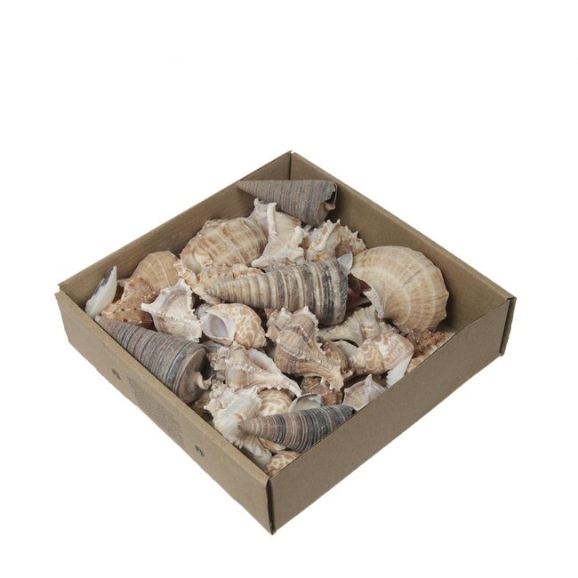 Gemischte Muscheln | Farbe: Hellbraun | Inhalt 500 gram | Pro Beutel
