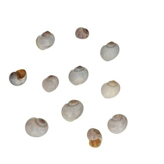 4A Nathai Muscheln | Farbe: Natürlich Weiß | Inhalt 1 kilo | Pro Beutel