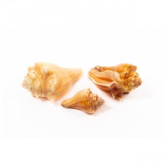 4A Rote Mulli Muscheln | Farbe: Hellbraun | Inhalt 1 kilo | Pro Beutel