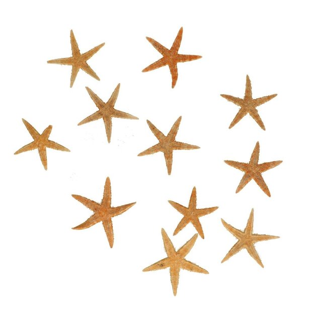 Starfish | Colour: Light brown | Diameter 5 centimetre | Per 50 starfish