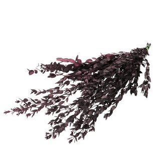 4A Préservé Eucalyptus Parvifolia | Couleur: Rouge | Longueur ± 65 centimeter | Par bouquet