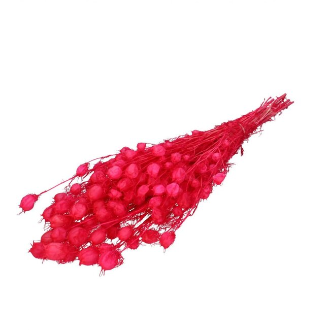 Préservée Juffertje-in-het-groen | Couleur: Fuchsia | Préservée Nigella | Longueur ± 55 centimeter | Par bouquet