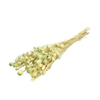 4A Gypsophile préservée | Couleur: Vert clair | Nigelle préservée | Longueur ± 55 centimeter | Par bouquet