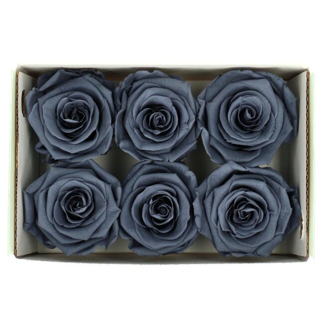Konservierte Rose | Farbe: Grau | Durchmesser 6 centimeter | Pro 6 Rosen