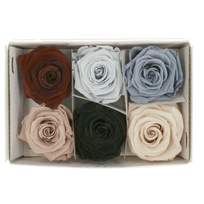 Gepreserveerde Roos | Kleur: Gemengde Kleuren | Diameter 6 centimeter | Per 6 rozen