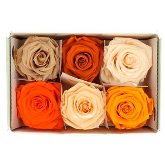 4A Rose préservée | Couleur: Oranje | Diamètre 6 centimeter | Par 6 roses
