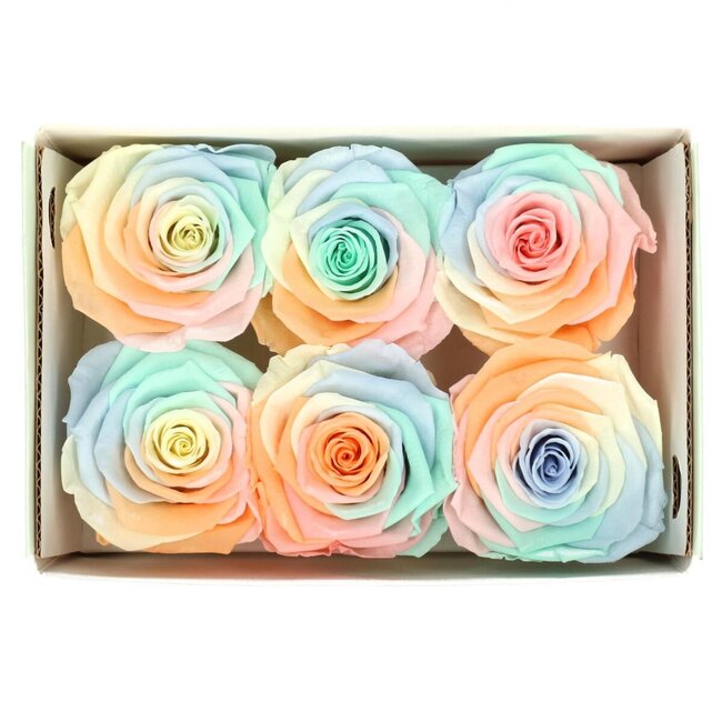 Gepreserveerde Roos | Kleur: Gemengde Kleuren | Diameter 6 centimeter | Per 6 rozen