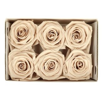 4A Rose préservée | Couleur: Sable | Diamètre 6 centimeter | Par 6 roses
