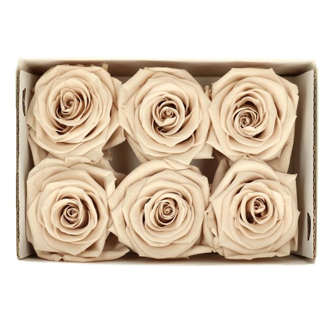Konservierte Rose | Farbe: sandfarben | Durchmesser 6 centimeter | Pro 6 Rosen