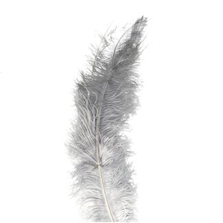 4A Straußenfedern | Farbe: Grau | Länge 55 centimeter | Pro 5 Federn