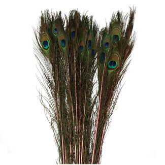 4A Peacock Feathers | Colour: Pink | Length 100 centimeter | Per 10 feathers