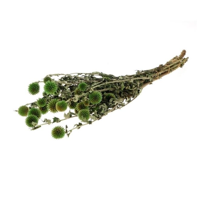 Gepreserveerde Echinops | Kleur: Donkergroen | Gepreserveerde Kogeldistel | Lengte ± 60 centimeter | Per bos