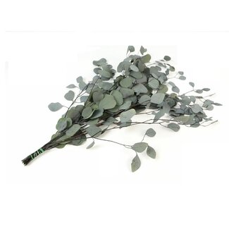 4A Gepreserveerde Eucalyptus Populus | Kleur: Lichtgroen | Lengte ± 65 centimeter | Gewicht 150 gram | Per bos