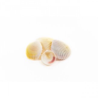 4A Coquilles de coque | Couleur: Blanc naturel | Contenu 1 kilo | Par sac