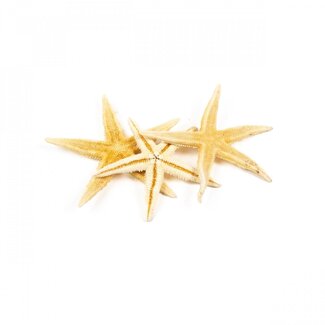 4A Starfish | Colour: Cream-coloured | Diameter 10 centimetre | Per 50 starfish
