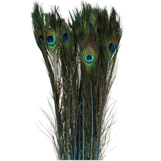 4A Pauw Veren | Kleur: Blauw | Lengte 100 centimeter | Per 10 veren