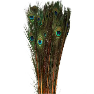 4A Peacock Feathers | Colour: Orange | Length 100 centimetre | Per 10 feathers